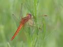 Crocothemis sanguinolenta (Small Scarlet) female 1.JPG